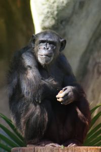 Chimpanzee